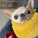Discord Avatar