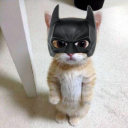 avatar batcat