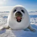 quarknoob