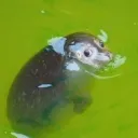 r4ynar avatar