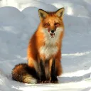 gamerfox8046