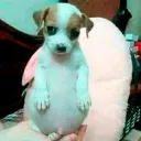 perritogordito. avatar