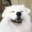 yoshi._.nl