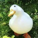 thegreatduck