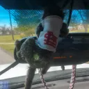 slidelime