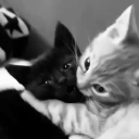 avatar 𝑒𝑚𝑖 𝜗𝜚