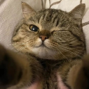 demycrya avatar
