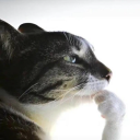 avatar fuck my stupid cuck life