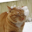 goldencrystalpalace777's Avatar