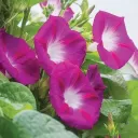 an_iris