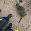 copeydacat