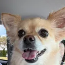 annoyingchihuahua