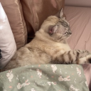 avatar ˚₊‧꒰ა fifi ໒꒱ ‧₊˚