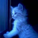 truemoggerblue