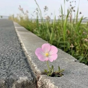 avatar 𝘴𝘵𝘢𝘳