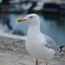 jjkdbh