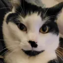 qanufart