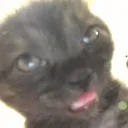 im_a_drunk_cat avatar
