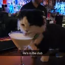 iluvcats86