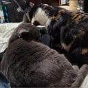 nyanbotto
