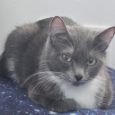 avatar apollyon system