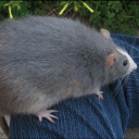 tobohra#4160's avatar