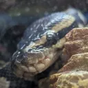 python1211