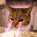harrybee