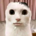 feeblecafe03857 avatar