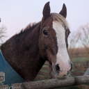 avatar ↯𝔩𝔦𝔶𝔞𝔥↯