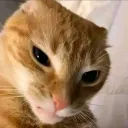 sohjllgmobius