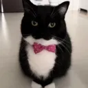 ludjon