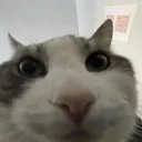 fellyv.