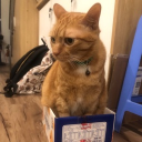 avatar Neekola Tesla