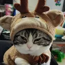 tonylovecat