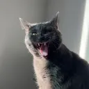 tuffty