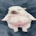 avatar 𝕃𝕠𝕪𝕒𝕝𝕤𝕙𝕖𝕖𝕡