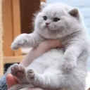 ebcox