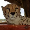 catro213