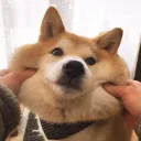 pupper.