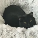 catonsteroids2 avatar