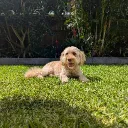 sausie