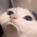 avatar A. fênix  🐦‍🔥