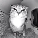 destroyerxxwyd