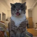 Аватар moli1xc