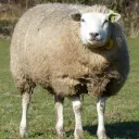 heleboel_schaap