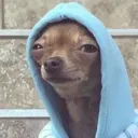 chihuahua_2732 avatar