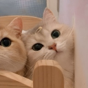 avatar ૮ • ﻌ - ა