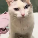 robertoffxitado