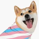 Doge